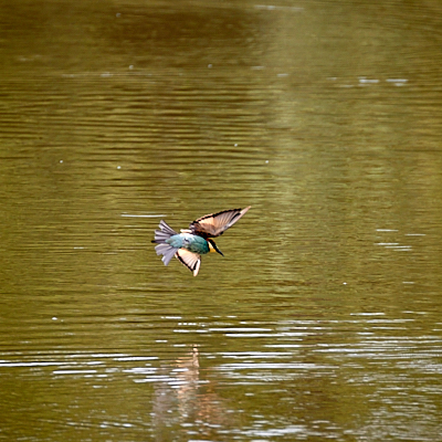 strange  bee-eater behaviour