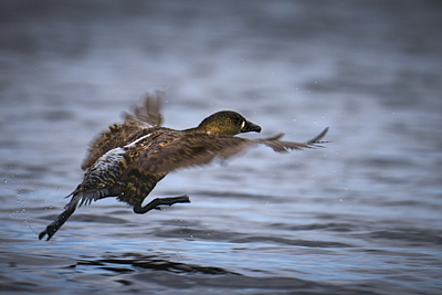 0d0a0350_Dooley.jpg