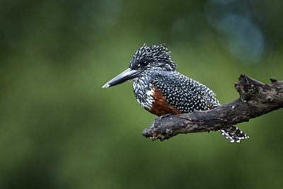 0d0a7446_Dooley.jpg