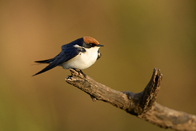 0d0a7607_Dooley.jpg
